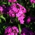 Dianthus barbatus Noverna purple -- Bartnelke